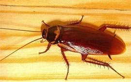 Cum scapam de gandacii de bucatarie?