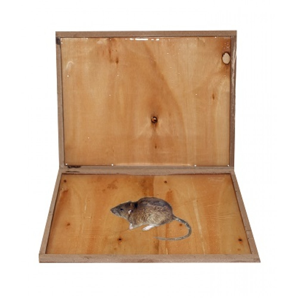 Glue Rat Wood: Capcana adeziva din lemn pentru capturarea soarecilor si sobolanilor 
