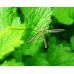  Insektum FORTE , 1L : Insecticid impotriva mustelor si tantarilor 