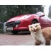 NOU! Ultrasunete impotriva jderilor, dihorilor (360 mp) - PR220.4 