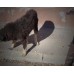 Super Dog Chaser aparat pentru alungarea cainilor agresivi - 12 m