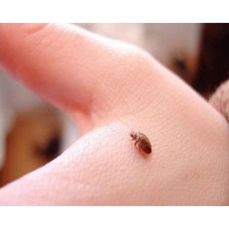 Combate plosnitele cu insecticid de soc - Cypertox 1L
