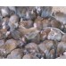 Rodent Baiters: Statie de intoxicare anti soareci 