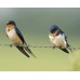  Pestmaster Sonic Bird Chaser aparat anti pasari (400 mp)