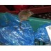 Statie de intoxicare pentru soareci si sobolani - Rat Bait