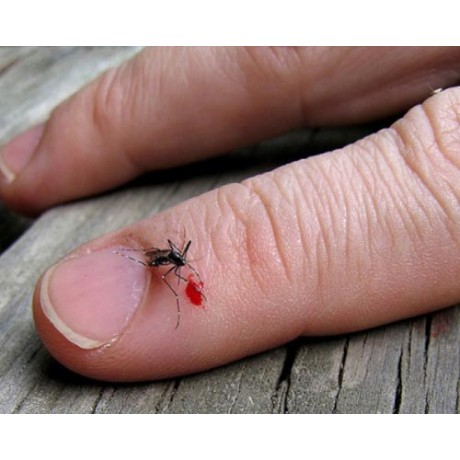 Insecticid din gama profesionala pentru sanatate publica (solutie anti tantari) - Fendona 15SC 1L