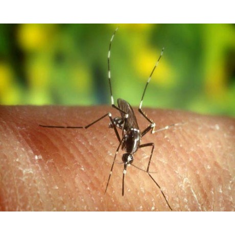 Electric Mosquito Alarm: Aparat cu ultrasunete impotriva tantarilor (20 mp)