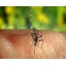 Electric Mosquito Alarm: Aparat cu ultrasunete impotriva tantarilor (20 mp)