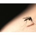 Cypertox FORTE (1L): Dezinsectie cu insecticid profesional anti tantari si muste 