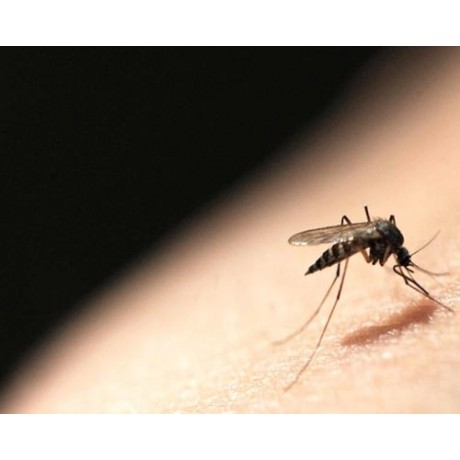 Elimina tantarii si mustele cu insecticidul - Pertox 8 FORTE (1L)