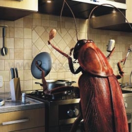 infestare_cu_gandaci_de_bucatarie